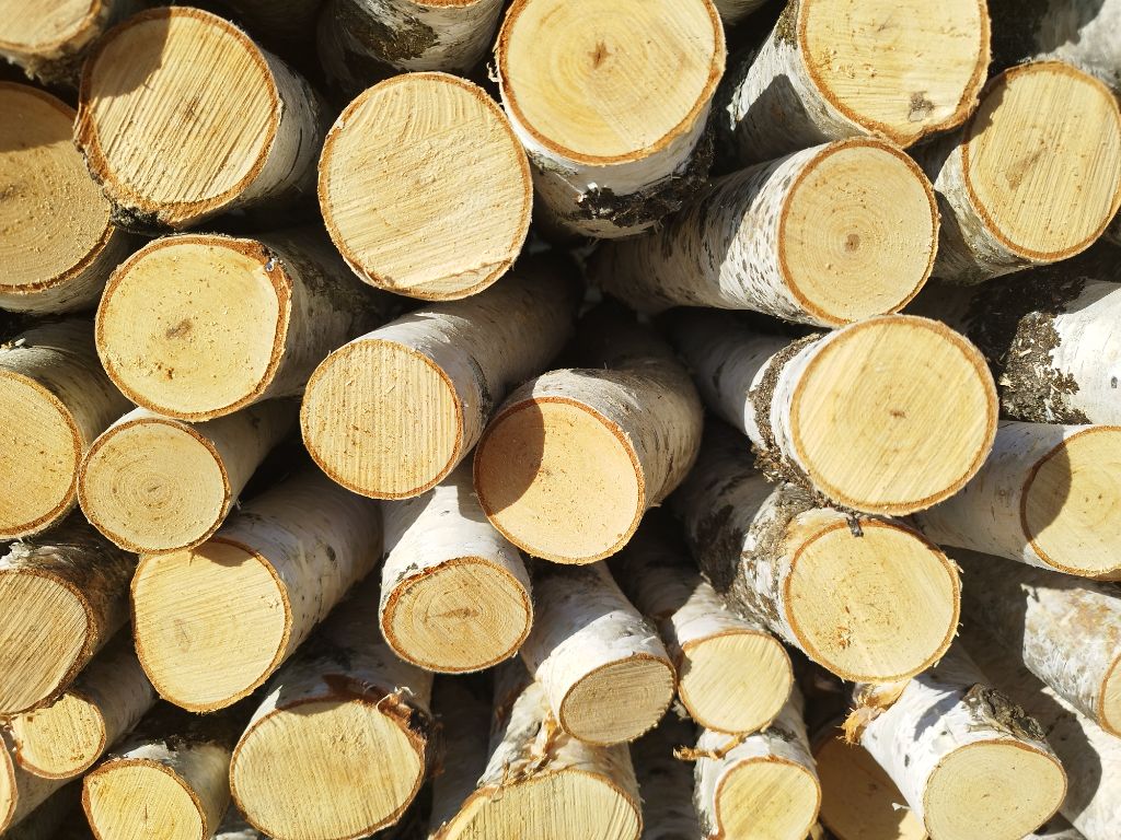 適切なサイズにカットされた白樺丸太 - クラフトやDIYに最適